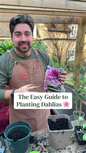 Dahlia flowers can bloom all the way throughout summer, which makes them an amazing display piece in your garden this year. They love well drained and fertile soil, plenty of sun and a good water and as a result you’ll have some amazing dahlias flowering in your garden. My gardening tips today will show you how you plant them up ready for this year #gardeningtips #dahlia #dahlias #planttips #gardenflowers