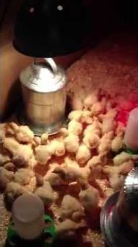 How to raise baby turkeys (poults) week 1 day 1