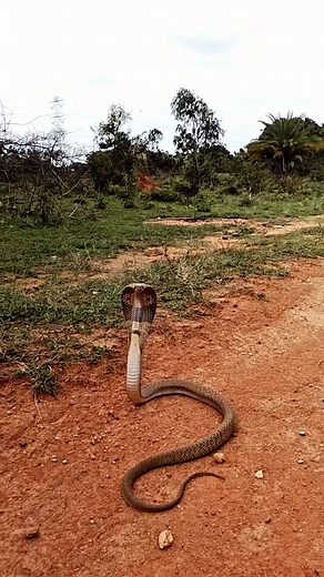 Kellikote building construction rescue cobra snake 🐍........ #kolar #snakes #wildlife #savewildlife | Akmal Pasha
