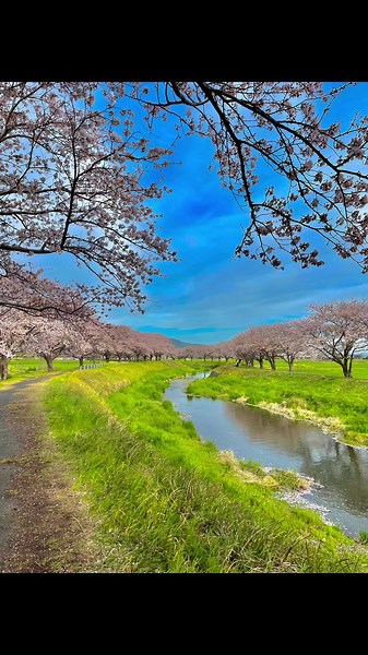 福岡桜穴場スポット！朝倉郡筑前町草場川#九州#福岡#桜#桜並木#お花見#きれい#春#穴場#スポット#車好きと繋がりたい #トヨタ86
