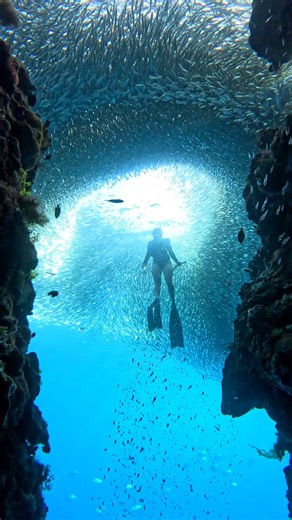 Dreamlike moment✨ Shot on #goprohero12 Black #GoPro #freediving #philippines #Paradise #underwater #panglao #travel #dream | Blue Freedom Apnea - Freediving Club