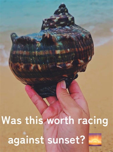 Racing Against the Sunset for Shelling in Okinawa