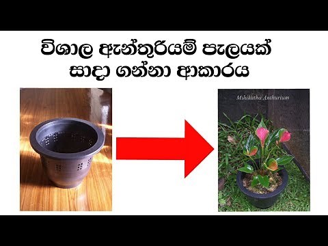 Anthurium wagawa | ඇන්තුරියම් වගාව මුල සිට Anthurium mal wagawa sinhala | මිහිකත ඇන්තුරියම්