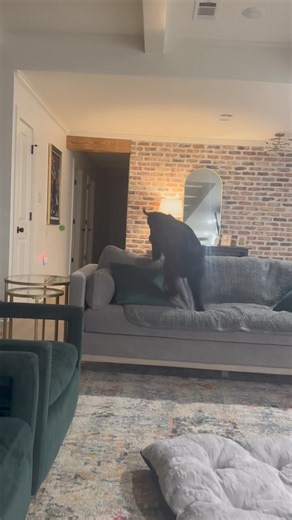 7.8K views · 137 reactions | Sophie is a sweet girl! She is very...