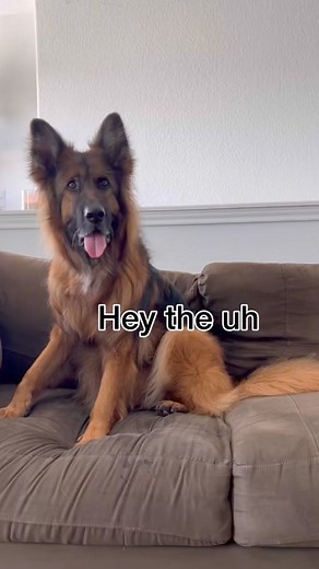 24K views · 601 reactions | Derek plays baseball  @Jason Banks #jasonbankscomedy #derek #bernesemountaindog #baneandbrue #dogs #foryou #dogmom #dogfunny #funnydogvideos #fyp #funnydog #dogvoiceover #grandma #funny #happy #funnyreels #fypシ゚ #dog #dogs #doggo #puppy #puppylove #puppiesofinstagram #puppies #golden #goldenretriever #smile #cutedogs #cute #love | Jonathan.Bane | Facebook