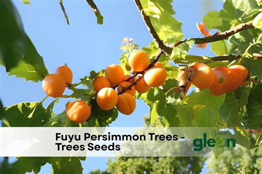 Fuyu Persimmon Tree Seedlings: Hardy Edible Landscape Trees (set of 2) - Etsy