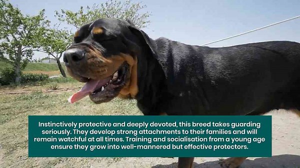 10 Protective Dog Breeds That Will Always Watch Over Their Owners