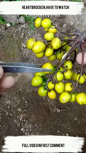 easy and fast techniques for growing and propagating chinaberry fruit trees #garden #plants #chinaberry | Farm Tree