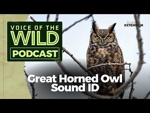 Episode 38: Great Horned Owl – Voice of the Wild