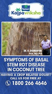 The basal area of the stem may become soft and discolored, often leading to a mushy texture. In advanced stages, the tree may suddenly collapse and die due to the internal structural weakening caused by the rot. Having a crop related doubt? Call us for free at 1800-266-4646 (Kalpavriksha Kisan Helpline) & our team will help you out. #coconut #coconuttrees #coconuttree #watermanagemnt #water #coconutroots #coconuttreeroot #roots #farms #agriculture #farm #organic #farmer #agriculturelife #Coconut