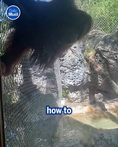 102K views · 1K reactions | He’s so intelligent! | Daily Mail Video | Facebook