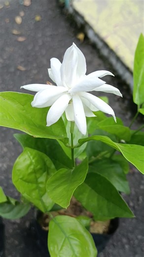 Stunning Close-Up of Frangipani Flower in Full Bloom