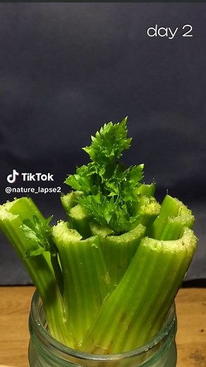 Regrowing Celery in Water: A 15-Day Timelapse