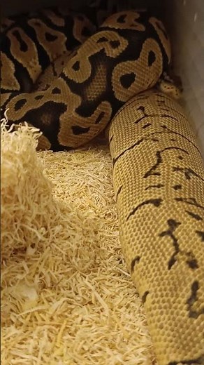 Orange Dream Pastel Chocolate × Lemonblast Orange Dream | Breeding Update (Still No Lock)