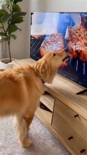 Pets Explorers on Instagram: "check out my story😱 #🎂要怎麼不經意的讓另一——半看到這篇文👀 儀式感滿滿🎁滿蛋糕小熊蠟燭旋轉禮盒🕯 噗許個願吧✨希望你的願望會實現（偷偷按下機關）有我幫你準備的小驚喜唷⚠️商品是蛋糕小熊機關盒 沒有附戒指💍禮物要自己準備唷 流行周邊好物推薦搜尋 ✨ 玩具公仔搜尋🧸 寵物周邊搜尋🔍 最新商品資訊請看限時動態精選☁️ 下單方式🛒➡️留言“1”; 小編火速回覆你下單資訊📦留言“+1”; 小編火速回覆你下單資訊可自行截圖商品私訊我‼️付款方式 台灣地區💳ATM轉帳（尚無貨到）每月文付 支付寶線上配送🌏微信、支付寶收款 國外配送約2週左右 因天氣、不可控因素可能延誤 能接受再下單📦可詢問客服配送進度。 日本利用压电瓷砖将脚步转化为电能。这些瓷砖捕捉来自你脚步的动能。当你行走时，你的重量和动作会对瓷砖产生压力。瓷