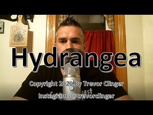 How To Pronounce Hydrangea