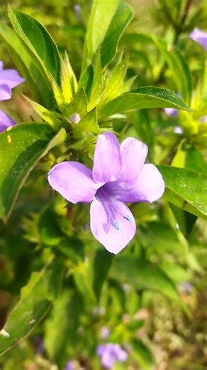 “Beautiful Flower Video | Relaxing Nature Scenery | Colorful Flowers 4K // #shorts #viral #flowers