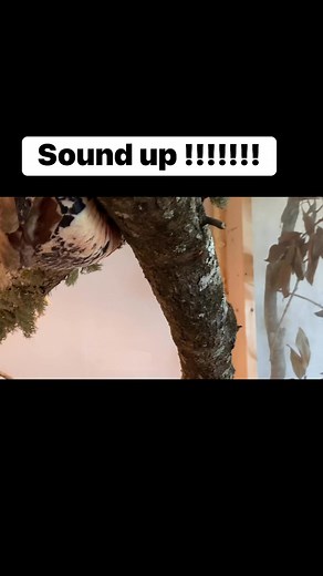 Did you know boa constrictors along with a handful of other species of snake can actually perform this intimidating hiss !??? | Shaun Jones Jr