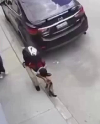 Un niño, mientras acariciaba a un gato callejero, fue atacado por un perro, y se salvó lanzándole el gato al perro.