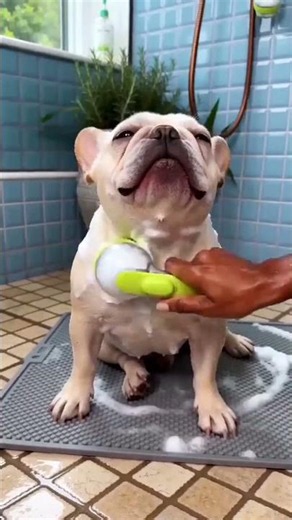 How to Bathe a Dog at Home Easily! 🐶 Best Pet Bathing Brush Review #grooming #pets #petcare