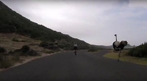 VIDEO: Furious ostrich hits 50kph in awesome high-speed chase of cyclists