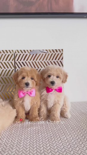 Adorable Toy Poodle Bichon Puppies Ready for Forever Home