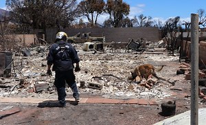 WATCH: FEMA Urban Search and Rescue Task Force continues search efforts in Lahaina after devastating wildfire | Maui Now