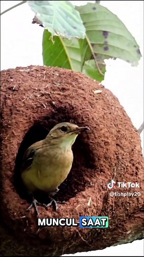 Fakta Unik Burung Rufus Hornero dan Nestingnya