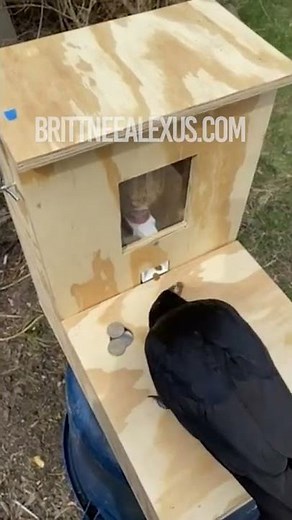 crow using the crow training box