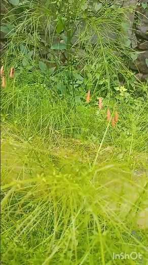 How to Plant & Care for Firecracker Plant | Garden Tips & Tricks