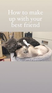 1.7K views · 92 reactions | Alley Cat Rescue Inc. on Reels | Facebook