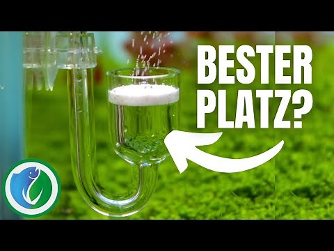 Wo ist der BESTE Platz für einen CO2 Diffusor? - Aquaristik Kosmos