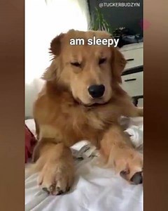 What waking up to my dog looks like 😑 | MetDaan Animals