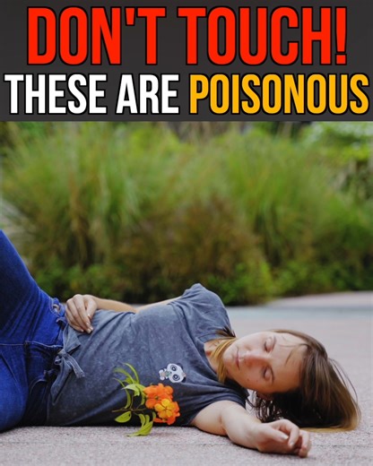 Don't touch! These are poisonous Who knew everyday things could be so poisonous?! Watch to learn some fun facts, but also...be careful! Do not touch...because these are poisonous. | Nas Daily