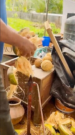 This Tool Can Easily Open A Coconut!