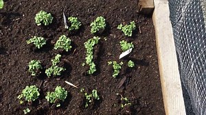 Quand repiquer le radis ?