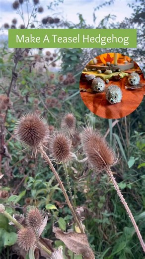 Inspiration for these sweet Teasel Hedgehogs was taken from the All Year Round book. They look right at home on an autumn season table. Careful with the prickles if you give them a go! 🦔 All Year Round book from @myriadnaturaltoys #Nature #TeaselHedgehog #Hedgehog #Autumn #SeasonalDisplay #SeasonTable #NatureTable #NatureActivities #WaldorfInspired #WaldorfEveryday #ABeautifulChildhood #NaturalToys #WoodenToys #SeasonalLiving #GrimmsWoodenToys #GrimmsCelebrationRing #GrapatToys | Myriad Natural