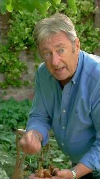 How I Plant Tulips in Garden Borders 🌷