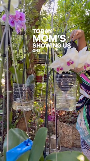 1.5M views · 75K reactions | One quick tip for orchid care! “That’s one big node!” #orchid #gardening #flowers | Judy Bao Garden | Facebook