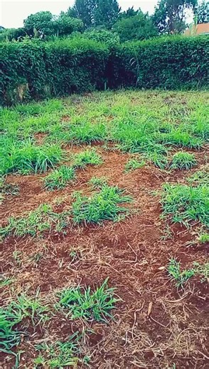 Daniel Bernhardt on TikTok