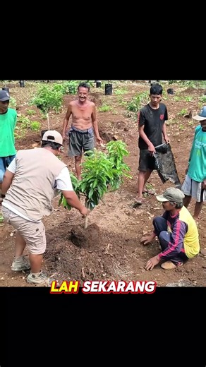 Fill the Hole with Surrounding Soil 🌱🥑 #avocado #shorts