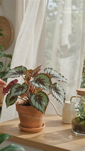 PROPAGATING BEGONIAS! | How to Care For, Water, Prune, and Propagate Begonias? #begonia