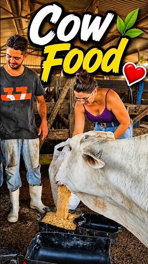 Cow Food 🐄🌾 | Feeding Cows, Healthy Cow Feed & Farm Life | Maria Vlogs #cowfarming #youtubeshorts