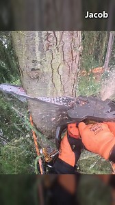 1400 pounds of TREE!! #pov #arboristlife #guiltyoftreeson | Guilty of Treeson