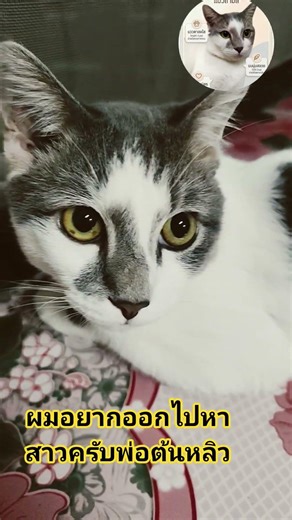#ผมอยากออกไปหาสาวครับพ่อ#สัตว์โลกน่ารัก #แมว #แมวน่ารัก #ต้นหลิวแมวสามสี