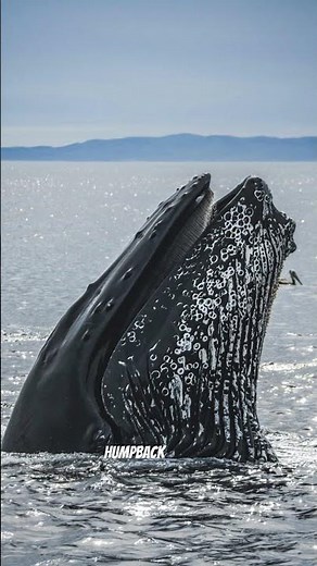 This is Why Alaska is Insane #travel #alaska