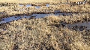 While I was playing with Dakota, this afternoon, we got a call about a wild horse stuck in the muskeg (bog) out in the Foothills. I din't even take the time to unsaddle Dakota, and within 12 minutes Barb and I, were on the road to yet another potential bog rescue. Daniel and Carmela, were waiting at the end of their laneway as we drove past their ranch and the four of us continued on at quick step speed. We had about 90 minutes driving time plus a fuel stop before we met up with the group of hun