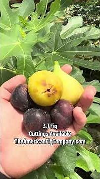 Cold Hardy Fruit Trees That Survive Zone 5 Winters ❄️🌳