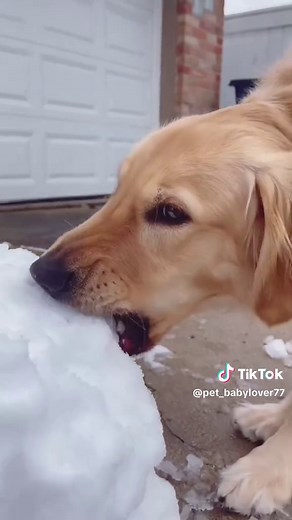 Cute Dogs Playing in Snow: Winter Fun