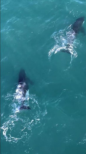 Meet Port and Starboard - Orca's terrorising South Africa's great white sharks